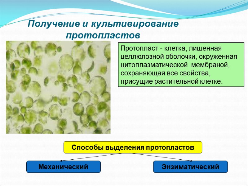 Получение и культивирование протопластов Протопласт - клетка, лишенная целлюлозной оболочки, окруженная цитоплазматической  мембраной,